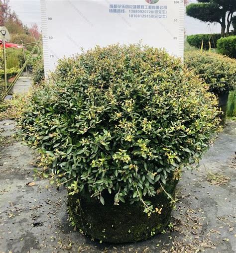 冬青先令|先令冬青 Ilex vomitoria Schillings植物智[百科详情]